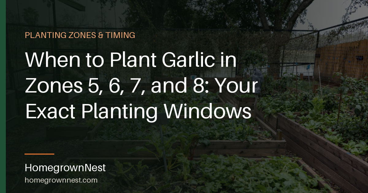 When to Plant Garlic in Zones 5, 6, 7, and 8: Your Exact Planting Windows